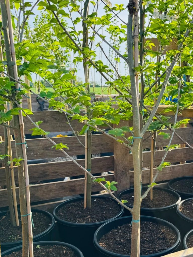 Shelfanger Community Tree Nursery Ulmus Lutece