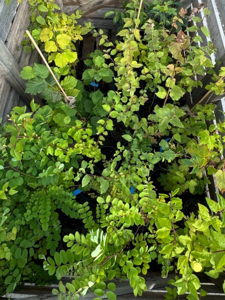 Shelfanger Community Tree Nursery Saplings