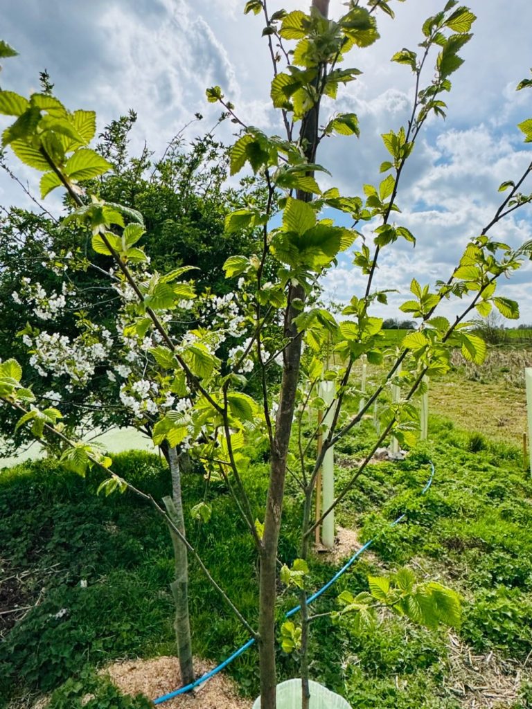 Shelfanger Community Tree Nursery Ulmus Amemuz