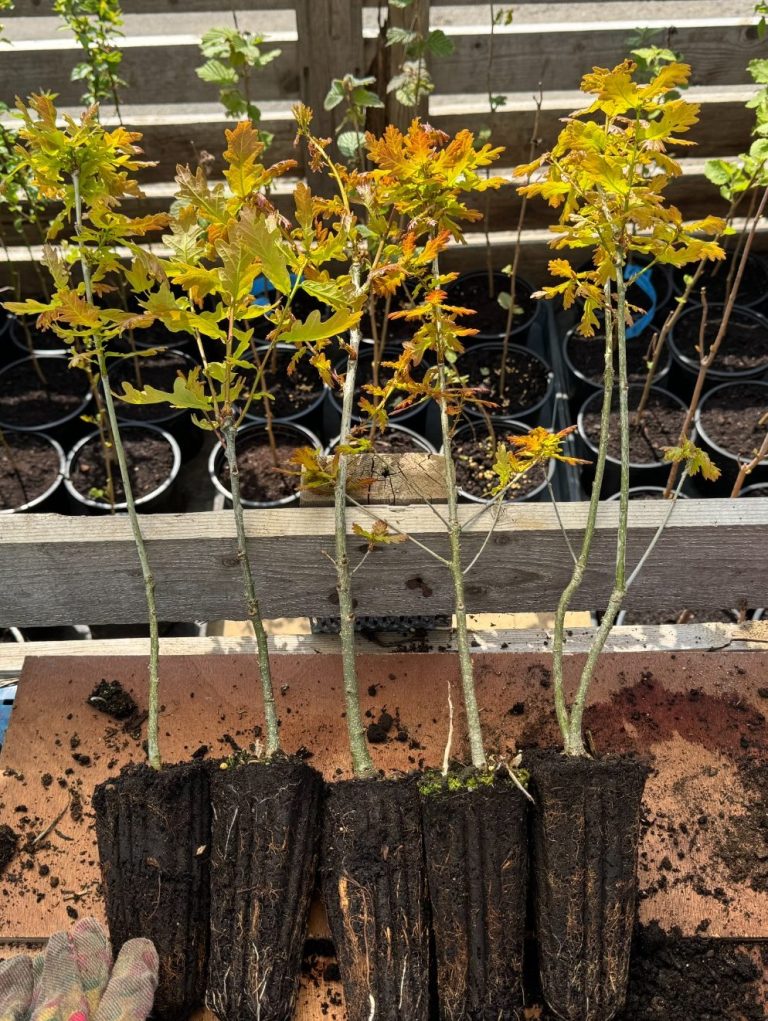Shelfanger Community Tree Nursery Cell Grown Oaks