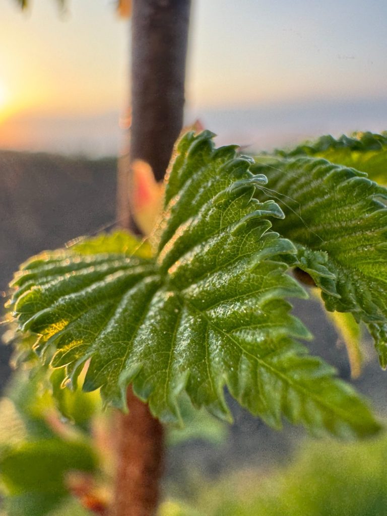 Shelfanger Community Tree Nursery Ulmus Vada