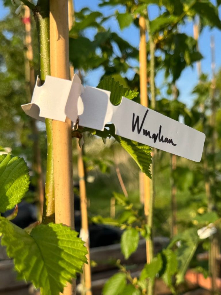 Shelfanger Community Tree Nursery Ulmus Wingham